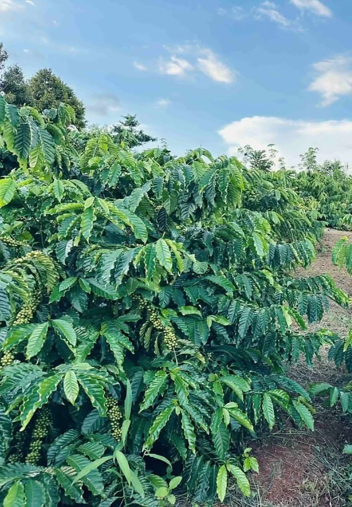 Đất rẫy Tân Thành 1.2ha - Sổ đỏ chính chủ, chỉ 1.4 tỷ