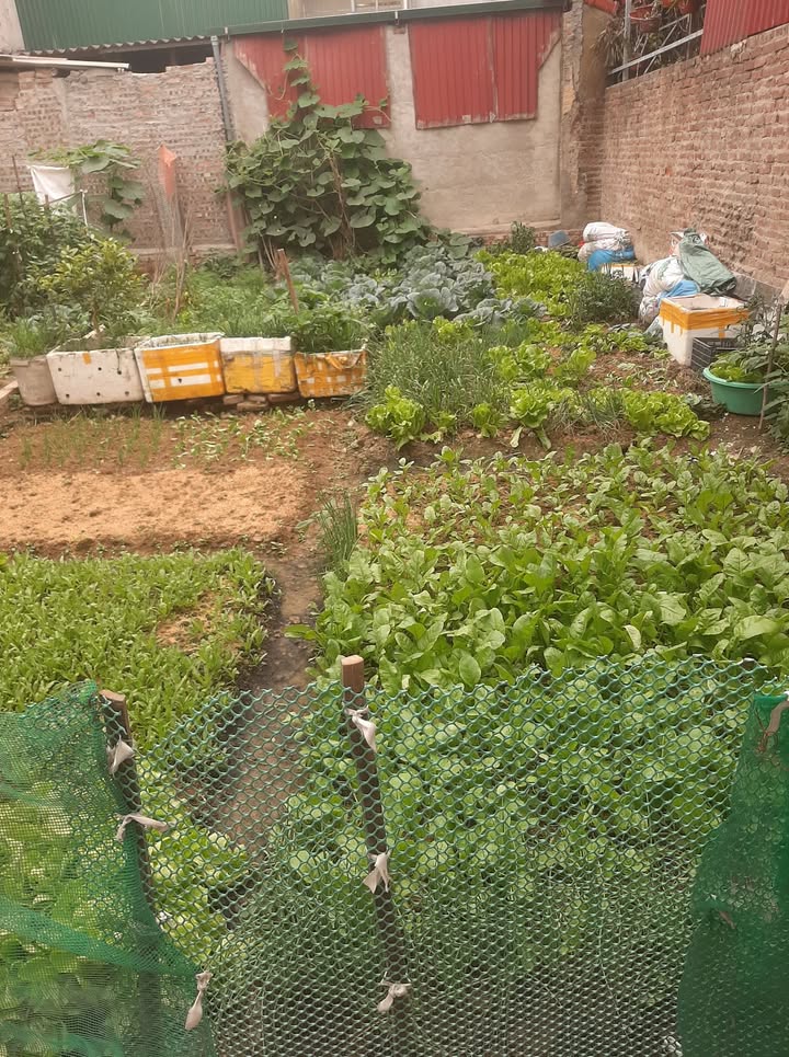 Đất nền Phố Hồ Thuận Thành 66m² – Đường to ô tô, sổ đỏ chính chủ!