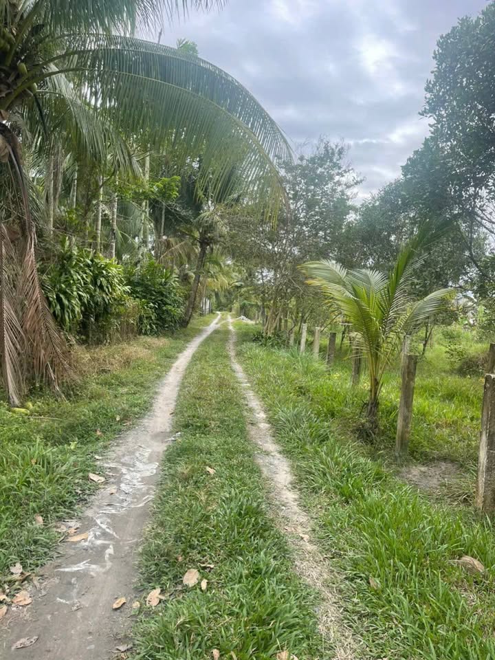 Bán 2 Lô Đất Mặt Tiền Đường Ô Tô Phường Gia Lộc, Trảng Bàng, Tây Ninh