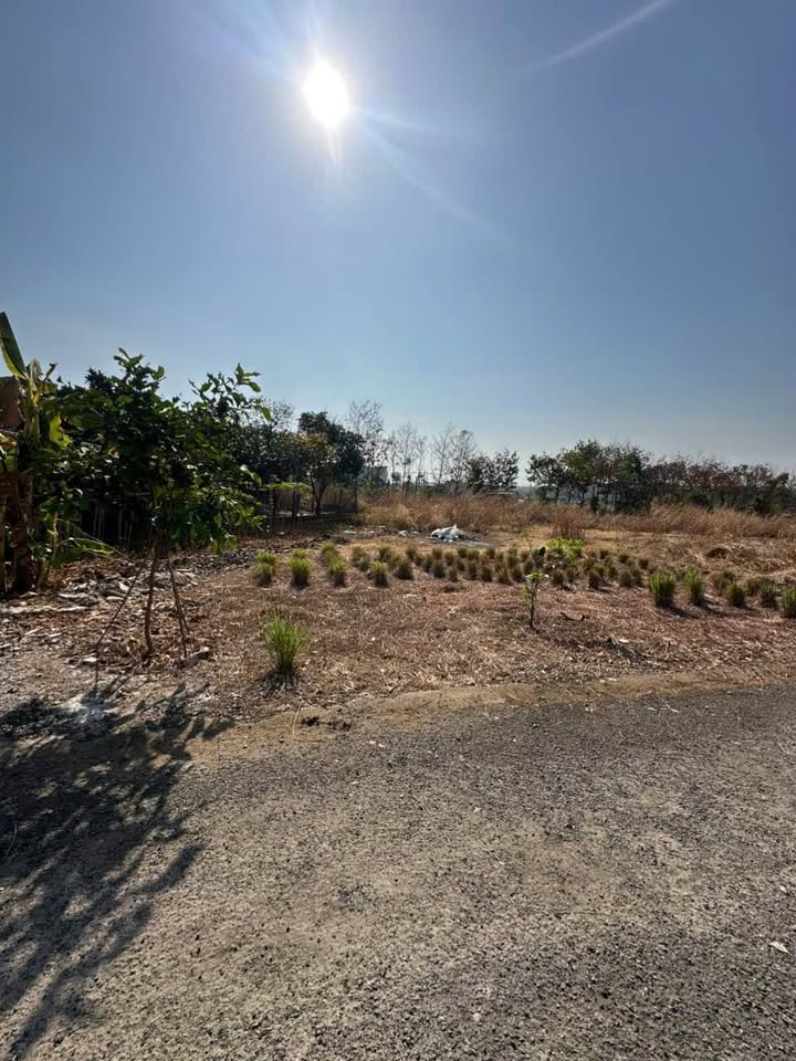 Bán Gấp Đất Vàng 576m² Mặt Tiền Nhựa Đồng Xoài - Sổ Hồng Sẵn Sàng