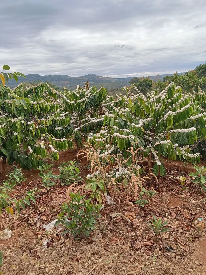 Cho thuê 17.000m² Đắk Nông - Giá 85 triệu/năm, Sẵn sàng khai thác