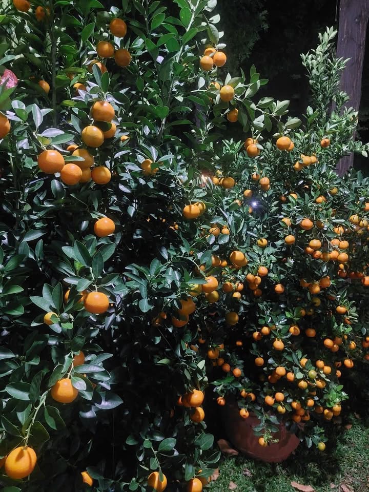 Nhà 1 Trệt 1 Lầu Gò Vấp 20m² - Sổ Hồng Sang Tên Nhanh - Giá 2 Tỷ