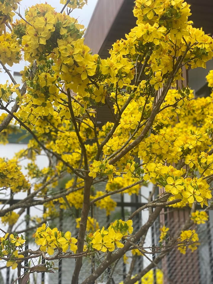 Đất nền Tỉnh lộ 8 Buôn Hồ 900m² - Giá đầu tư tốt!