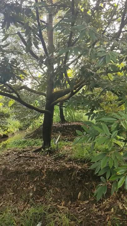 Đất Vườn Sầu Riêng Phú An, Tiền Giang - 36000m² Giá 5.5 Tỷ, Sẵn Sầu Riêng