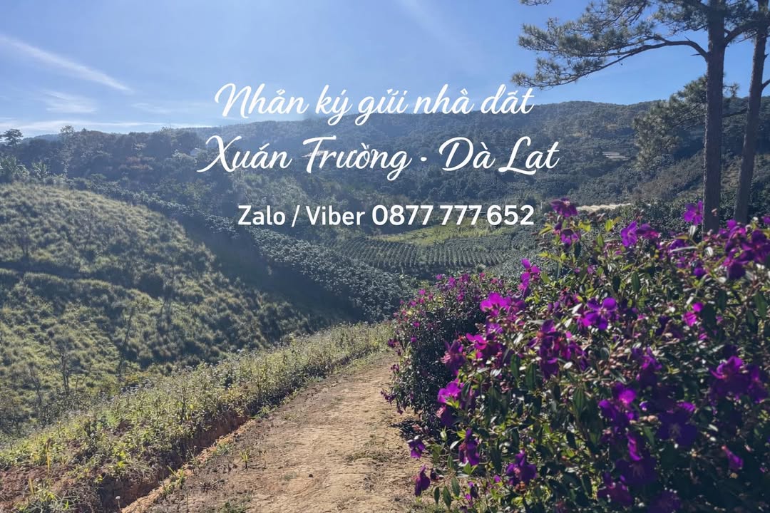Đất nghỉ dưỡng Xuân Trường Đà Lạt 5000m² - Sổ riêng, view rừng thông