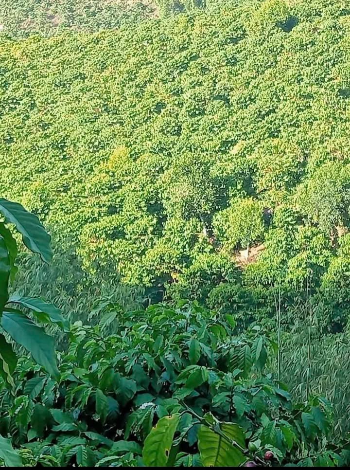 Đất Nền Xã Phú Sơn, Lâm Hà 13.000m² – Tiềm năng tăng giá!