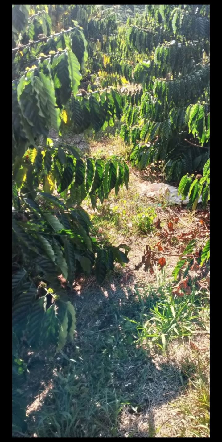 Đất nền Phúc Thọ 2ha - Sổ đỏ chính chủ, đường ô tô tận vườn!