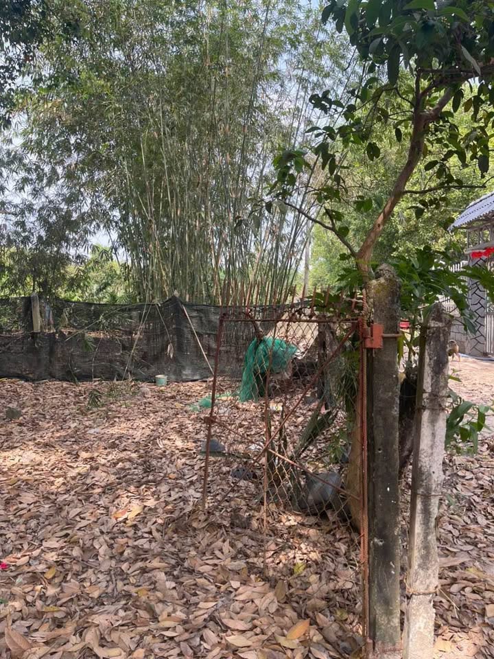 Đất nền Nhuận Đức Củ Chi 1221m² - Sổ đỏ chính chủ, bán gấp!