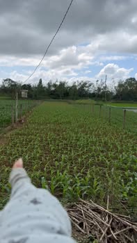 Đất Vườn Nhơn Hậu An Nhơn 910m² - Nghỉ Dưỡng Lý Tưởng!