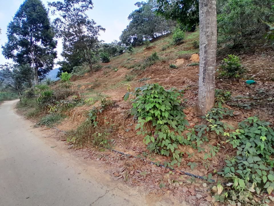 Đất đồi Cát Tiên, Lâm Đồng 2ha - Sinh thái xanh, giá 1.5 tỷ