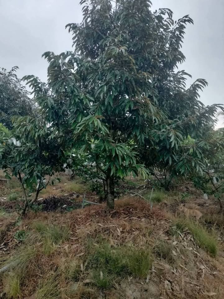 Cho thuê 100 gốc Sầu Riêng Monthong 2.5 tuổi tại Mỹ Lợi A, Cái Bè - Giá 800 triệu/10 năm