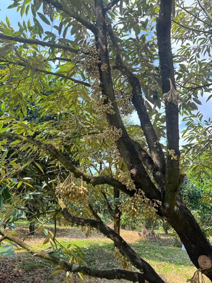 Bán Vườn Sầu Riêng Đa Kai Đức Linh 5200m² 1.6 Tỷ Sinh Thái Xanh