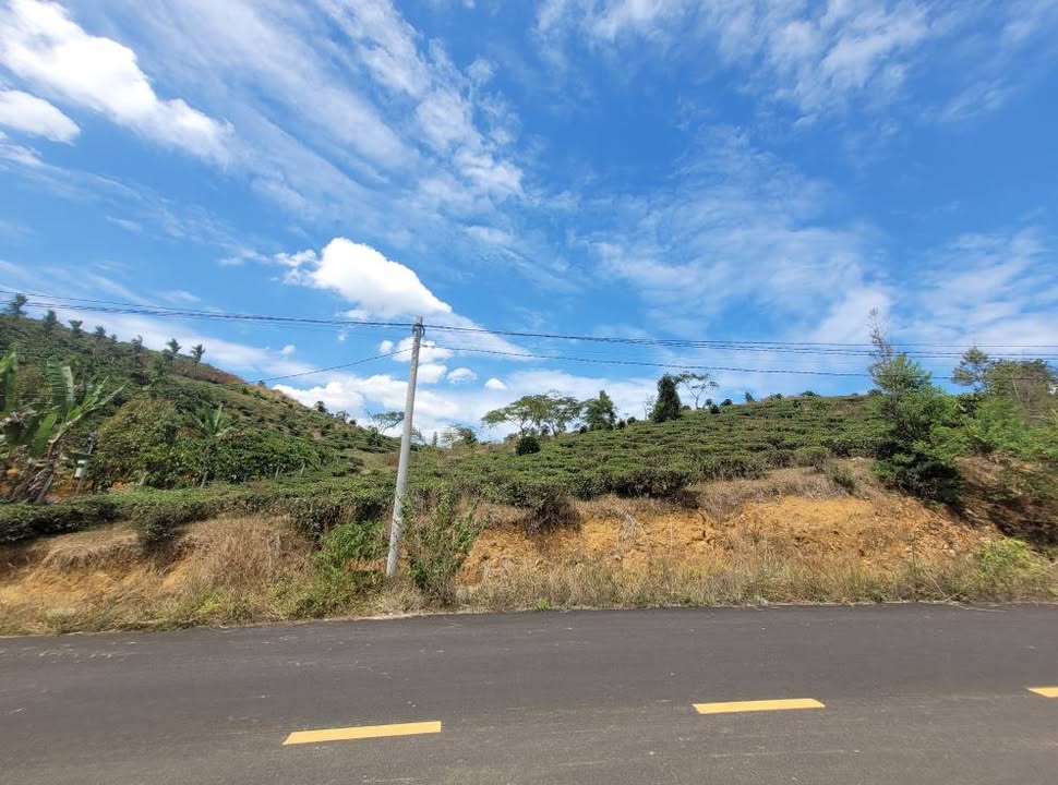 Cho thuê Đất Vườn 1ha Triệu Quang Phục, Bảo Lộc - Giá 50 Triệu/Năm