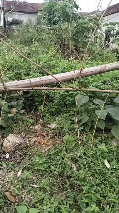 Bán Đất Nền Tân Kỳ 154m² - Đường Ô Tô Rộng, Giá 1.2 Tỷ Chính Chủ