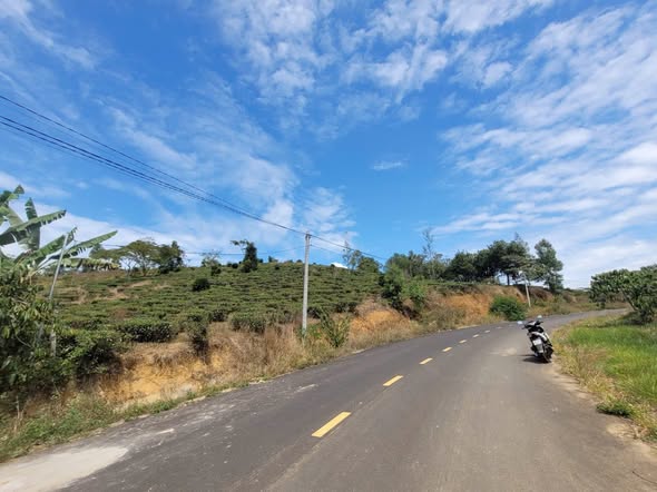 Đất nền Triệu Quang Phục Bảo Lộc 1ha - Hạ tầng đầy đủ, giá tốt!