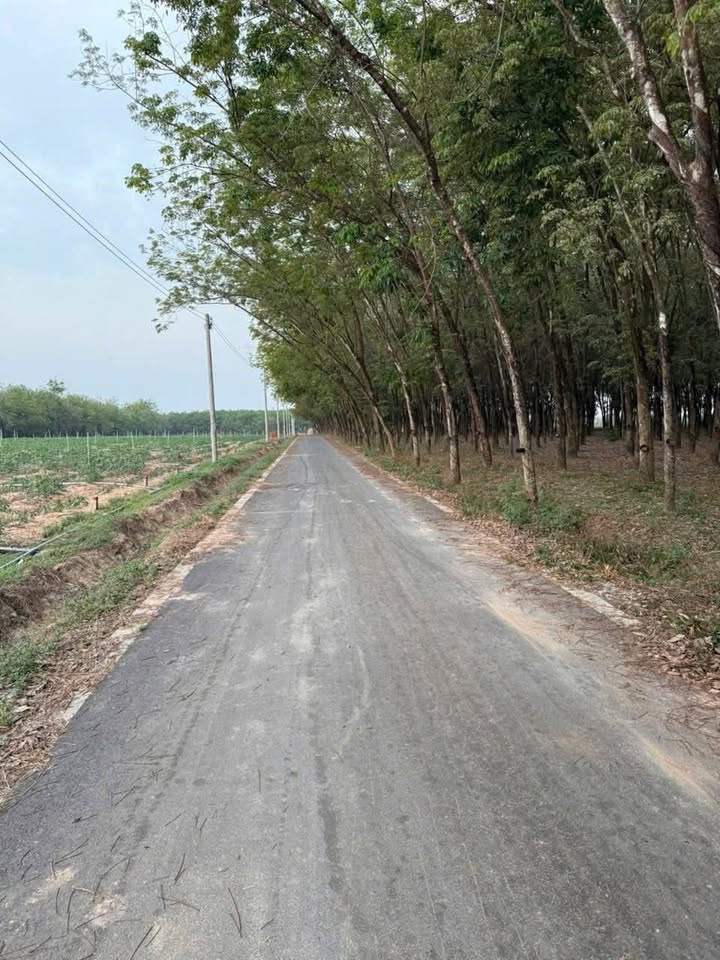 Đất nền Định An, Dầu Tiếng 350m² chỉ 399 triệu – Tiềm năng tăng giá!