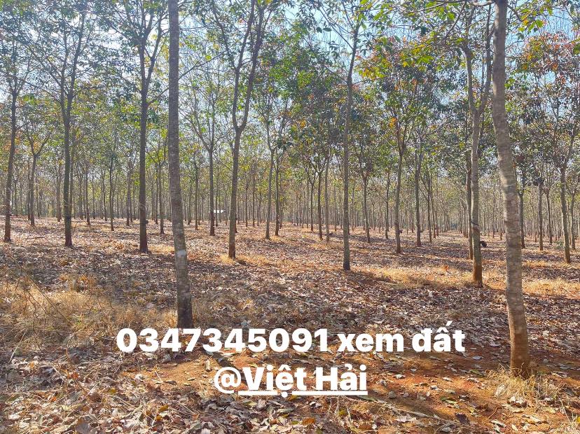 Bán Gấp 9ha Đất Đỏ Phước Tân, Phú Riềng - Sổ Đỏ Sẵn Sàng Khai Thác