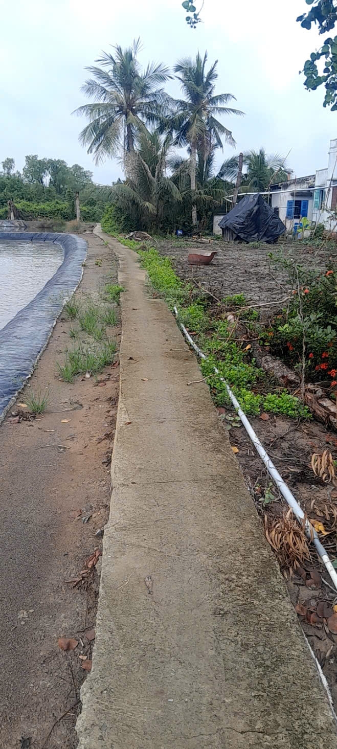 Đất vườn Tân Chánh 2485m² - View sông Vàm Cỏ giá chỉ 650 triệu