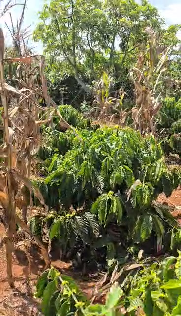 Đất vườn Tân Hà Lâm Hà 10.800m² giá 700tr/sào - Nghỉ dưỡng lý tưởng