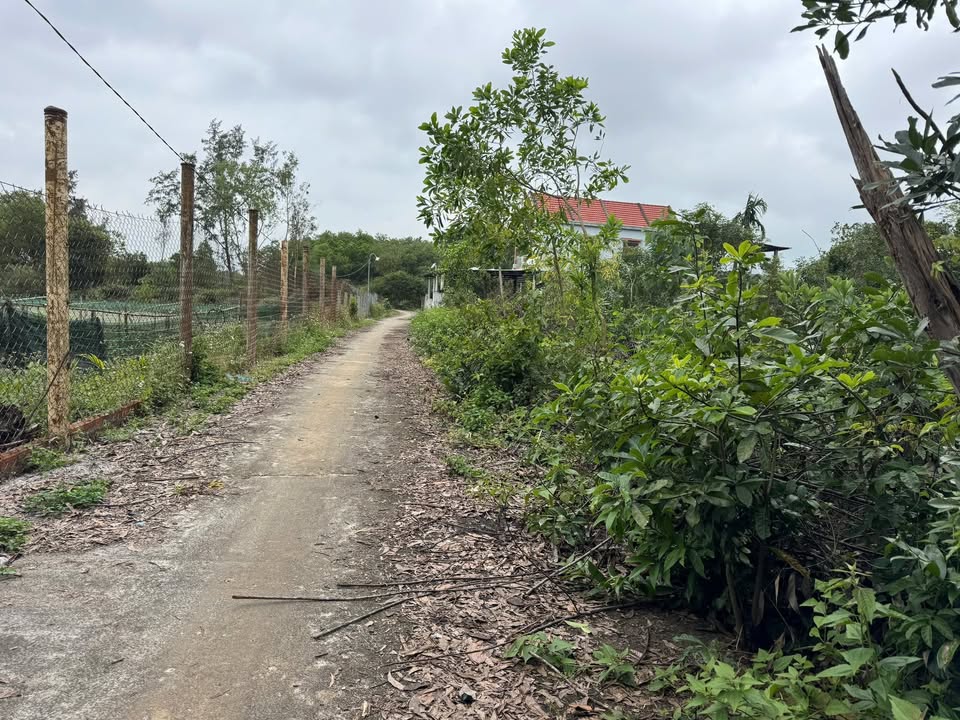 Đất nền Bình Hải, Thăng Bình 1450m² - Thổ cư 300m², giá 1 tỷ