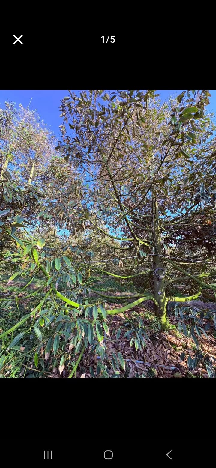 Đất vườn Mỹ Lợi A Cái Bè 3000m² - Sổ đỏ chính chủ, công chứng ngay!