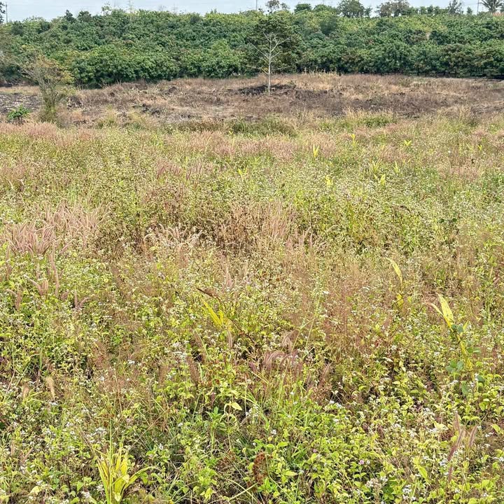 Đất nền Đắk Gằn 5200m² chỉ 390 triệu – Tiềm năng tăng giá vượt trội!