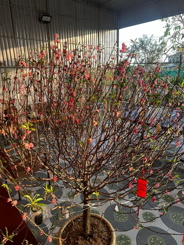 Chung cư Lapen Center Tân Phú - Căn góc 81m² view biển, Sổ hồng lâu dài