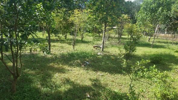 Bán trang trại Bỉm Sơn 1800m² giá 1.2 tỷ - Nghỉ dưỡng lý tưởng!