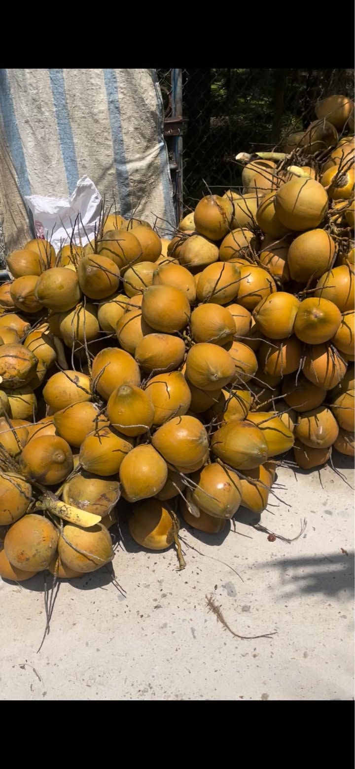 Bán Gấp 3 Công Đất Vườn Tiền Giang - Sổ Hồng Thổ Cư 1275m²