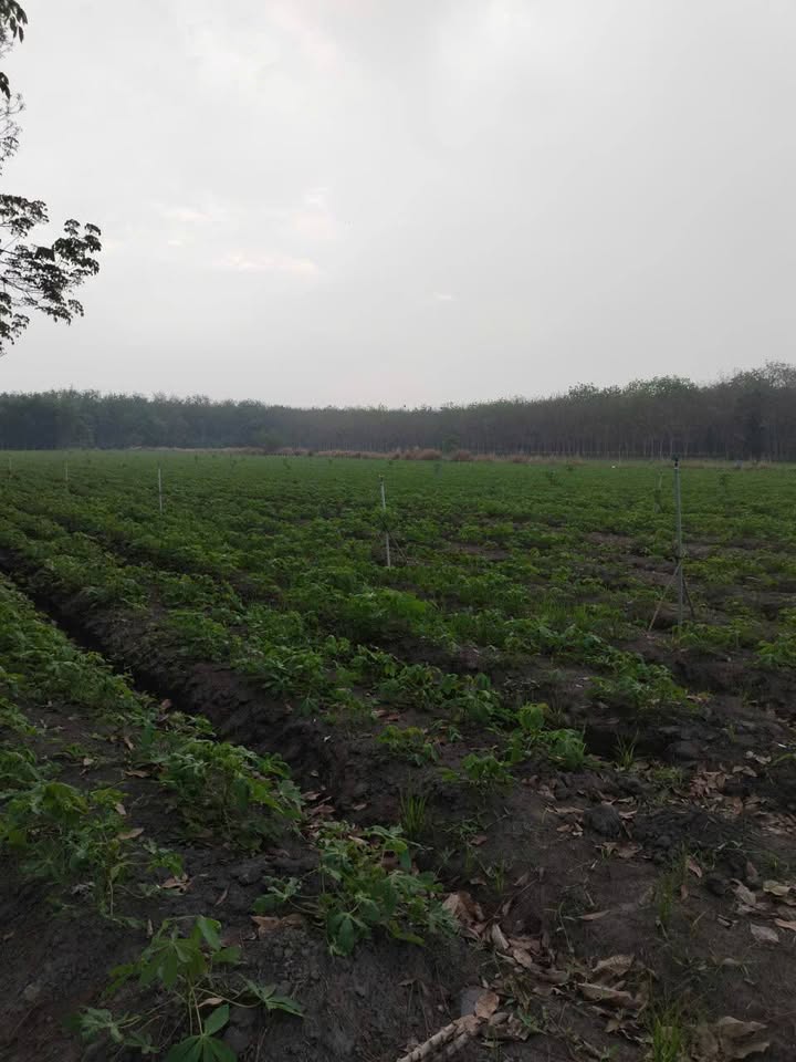 Đất vườn Suối Ngô Tân Châu 30.000m² giá 2.4 tỷ - Nghỉ dưỡng lý tưởng!