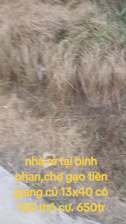 Bán Gấp Đất Vườn 520m² Sổ Hồng Riêng Chợ Gạo, Tiền Giang - Chỉ 650 Triệu