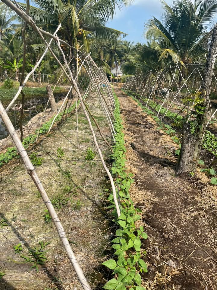 Đất Vườn Phụng Hiệp 11.000m² Giá 1.43 Tỷ - Đầu Tư Dài Hạn