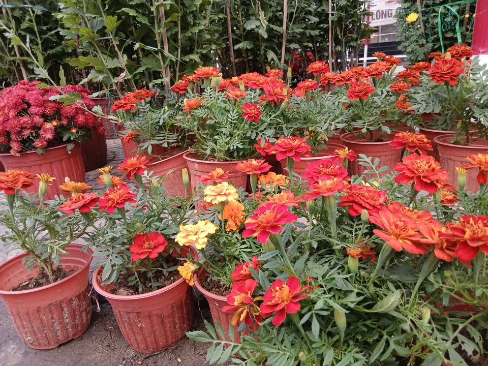 Đất nền Làng rau Trà Quế Hội An 500m² - Tiềm năng tăng giá vượt trội