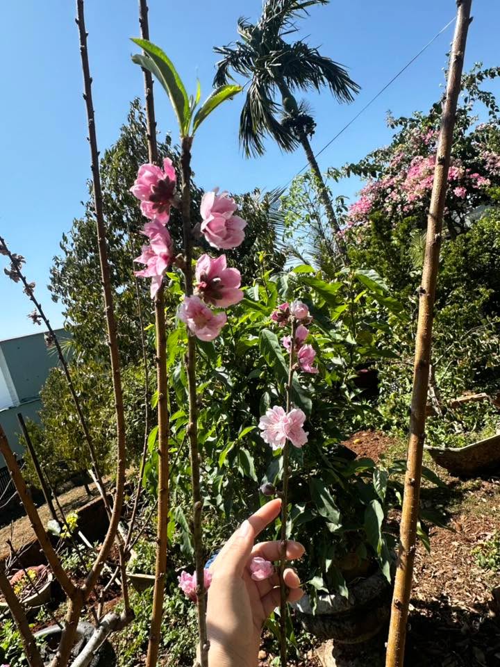 Đất Thị Trấn Chư Sê 1840m² Mặt Tiền Kinh Doanh - Giá Đầu Tư 64.4 Tỷ