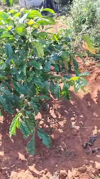 Bán Gấp 8 Sào Đất Đỏ Eakar, Đắk Lắk - 1.7 Tỷ, Có Sẵn Cà Phê Kinh Doanh