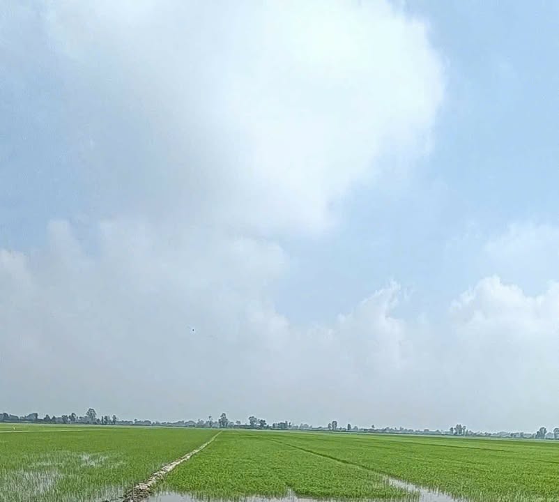 Bán Đất Ruộng Kinh 7b Tân Hiệp Kiên Giang 900m² - Sổ Hồng Chính Chủ