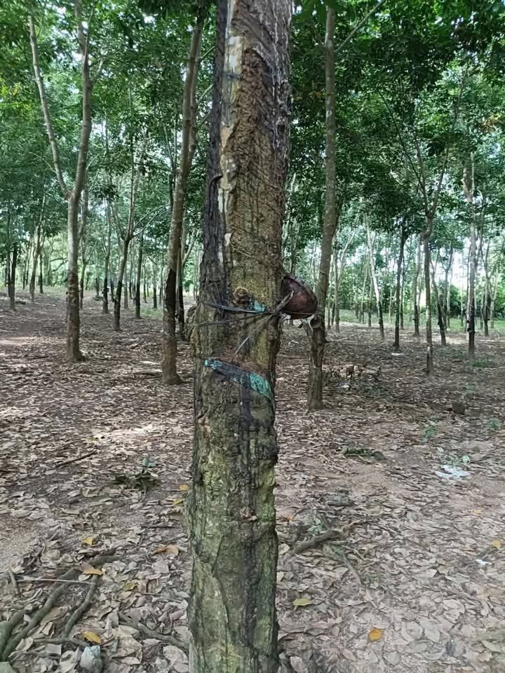 Đất vườn Bình Long 20.000m² giá tốt - Nghỉ dưỡng lý tưởng!