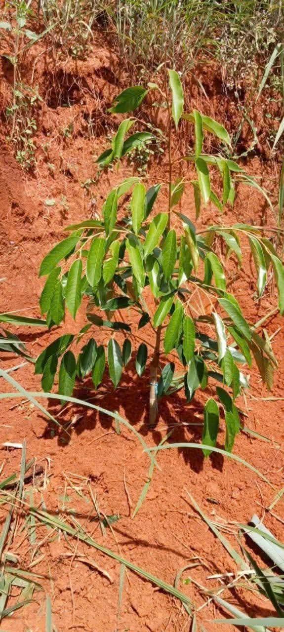 Bán Gấp Đất Vườn 10000m² Trồng Sầu Riêng Thái Tại Kon Tum