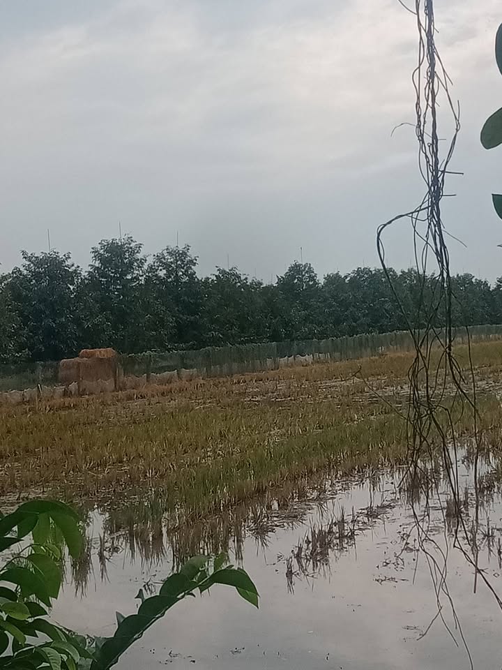 Cho Thuê 1.8ha Đất Ruộng Vườn Phú Điền, Cái Bè - Giá Tốt, Vị Trí Đắc Địa