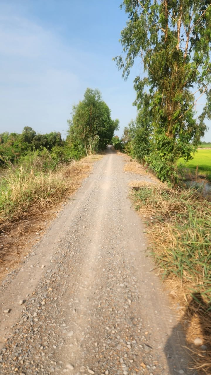 Bán Đất Vườn 15.000m² Lộ Đá, Tân Thạnh - Giá Đầu Tư 2.4 Tỷ