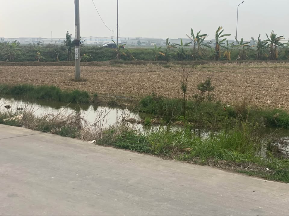 Đất Nền Lạc Xá, Thuận Thành, Bắc Ninh - 100m² Sổ Đỏ Sẵn Sàng