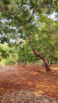 Bán Gấp Trang Trại 4.2ha Mặt Tiền ĐT753 Đồng Phú, Bình Phước - Giá 10 Tỷ