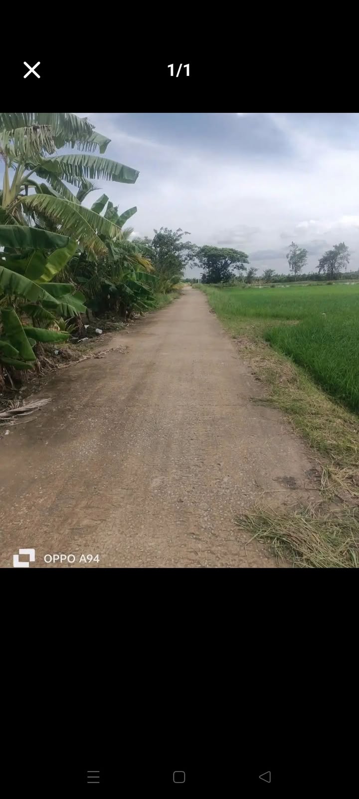 Bán Gấp 25 Công Đất Ruộng Mỹ Quý, Tiền Giang - Sổ Đỏ Rõ Ràng