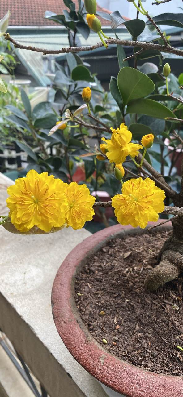 Nhà 56m² Sài Đồng - 4 Tầng, Sát Hồ, Ô Tô Cổng - 8.3 Tỷ