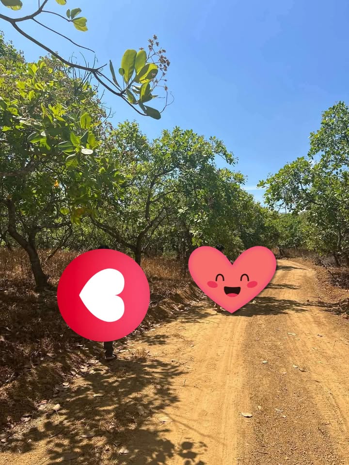 Bán đất vườn điều Phú Nghĩa 2.3ha giá 1.84 tỷ - Sổ đỏ chính chủ