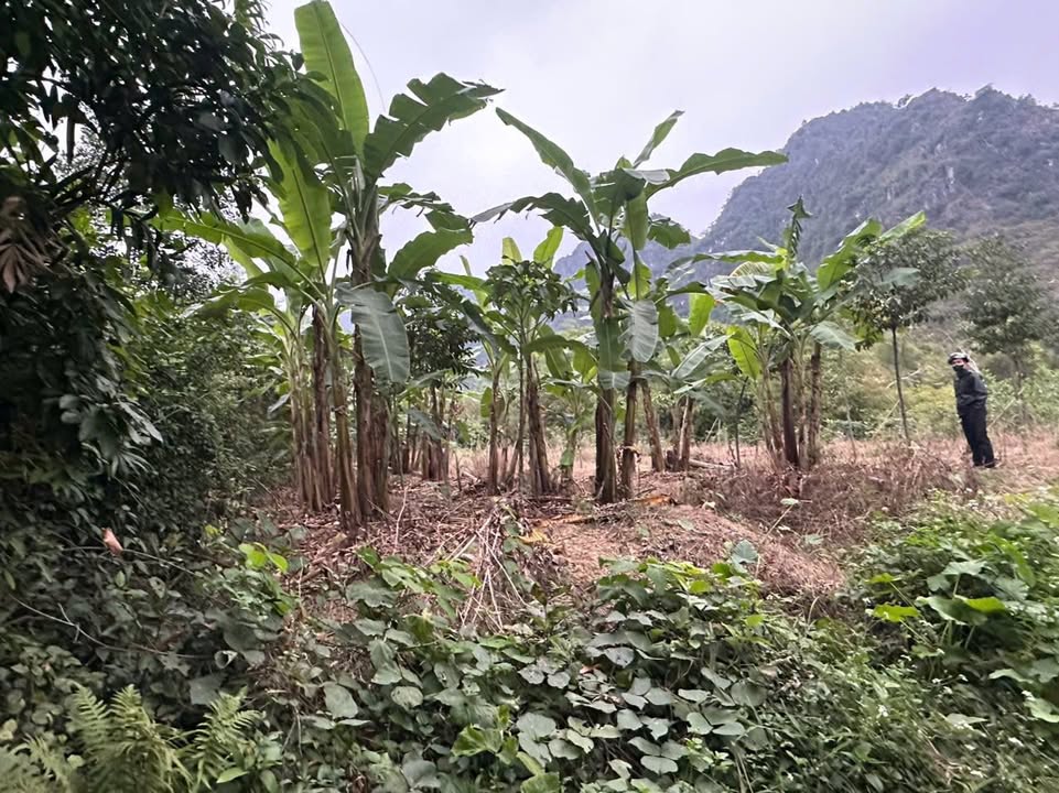 Đất Vườn Ninh Bình 1000m² Sổ Hồng - Gần Trà Hoa Vàng, Giá Đầu Tư