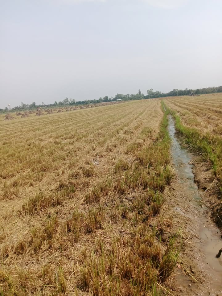 Đất Vườn 44.000m² Xã Tân Phú Trung, Cái Bè - Giá Tốt 5 Triệu/Công/Năm