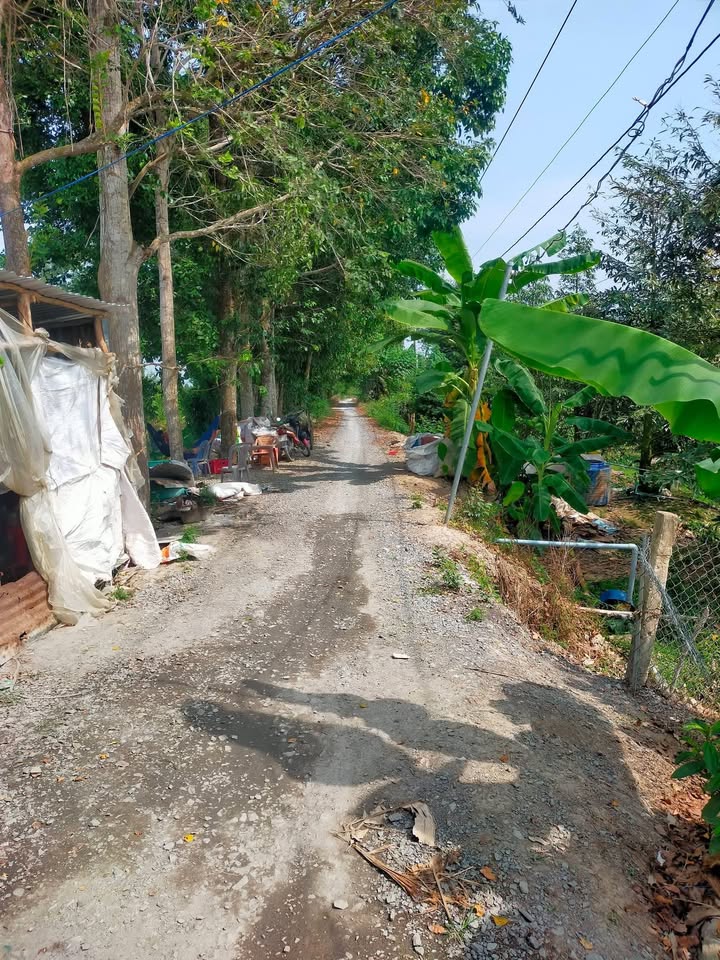 Đất Vườn Tiền Giang 1967m² - Trái Cây Trĩu Cành, Sổ Hồng Riêng