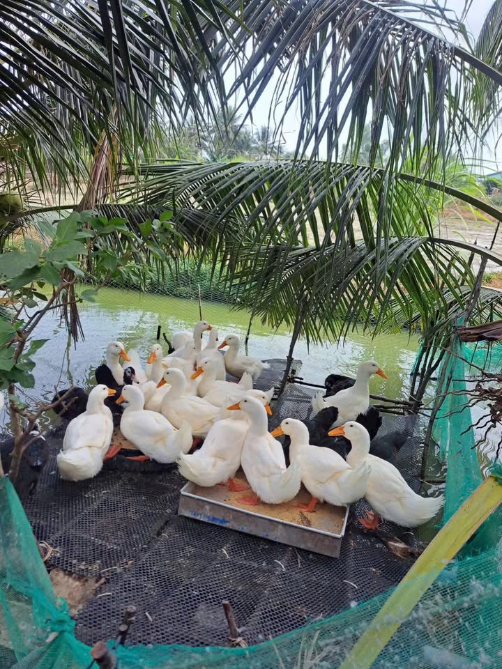 Đất Vườn Long An 9500m² - Giá 3 Tỷ, Cơ Hội Đầu Tư Sinh Lời