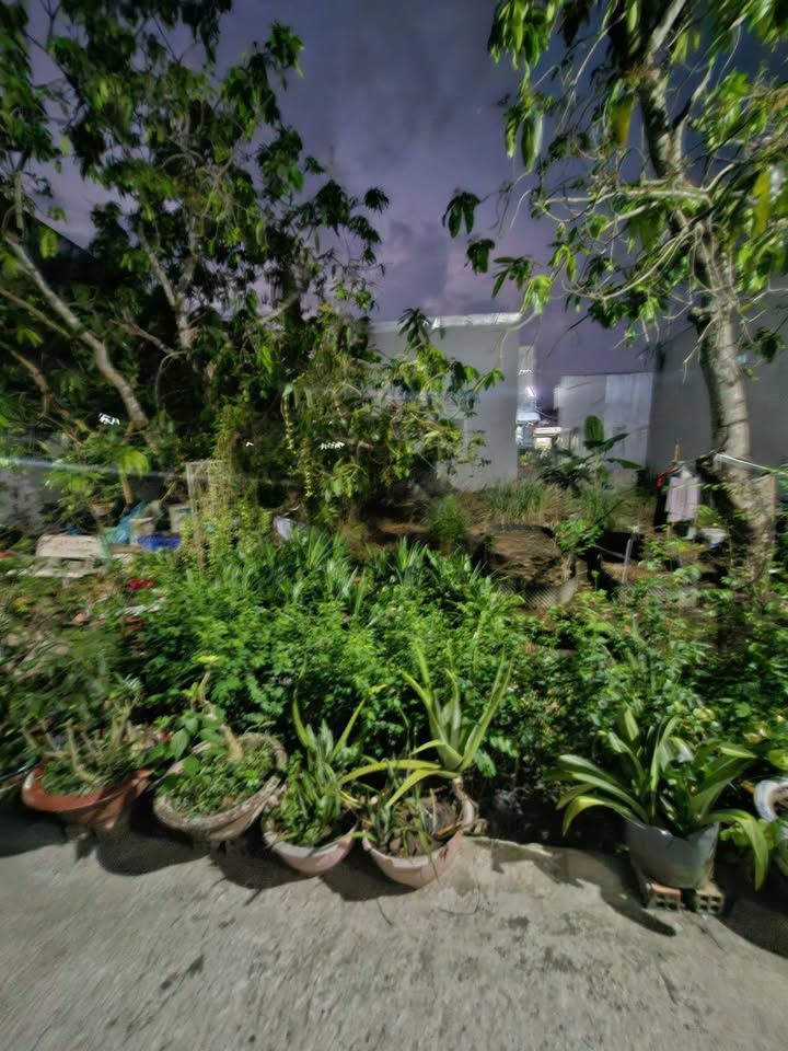 Đất Vườn 53.2m² Nguyễn Hữu Thọ, Vị Thanh - Giá 590 Triệu, Sẵn Sàng Xây Dựng